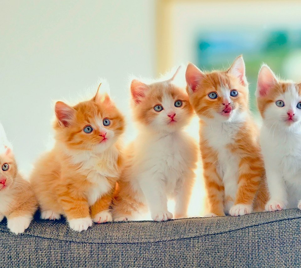 Много рыжих кошек