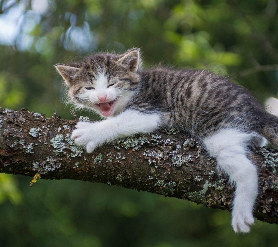 Обои ветка, кошка, котенок, малыш, страх, на дереве, branch, cat, kitty, baby, fear, on the tree разрешение 2048x1280 Загрузить