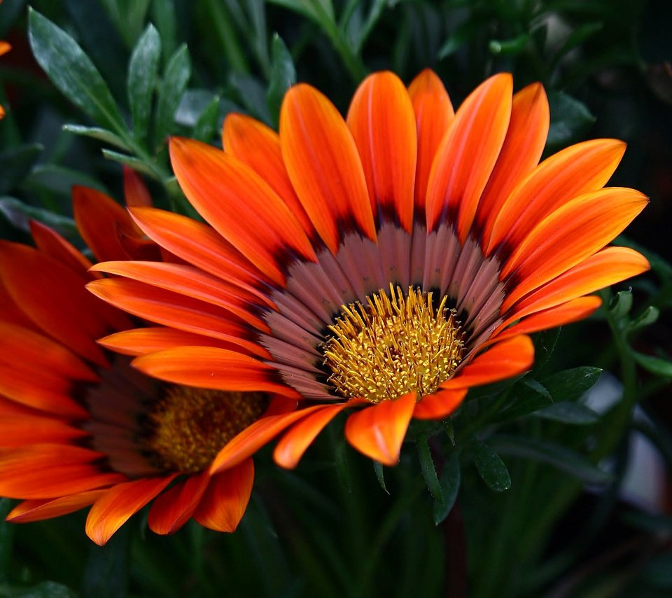 Обои макро, лепестки, газания, macro, petals, gazania разрешение 2048x1846 Загрузить