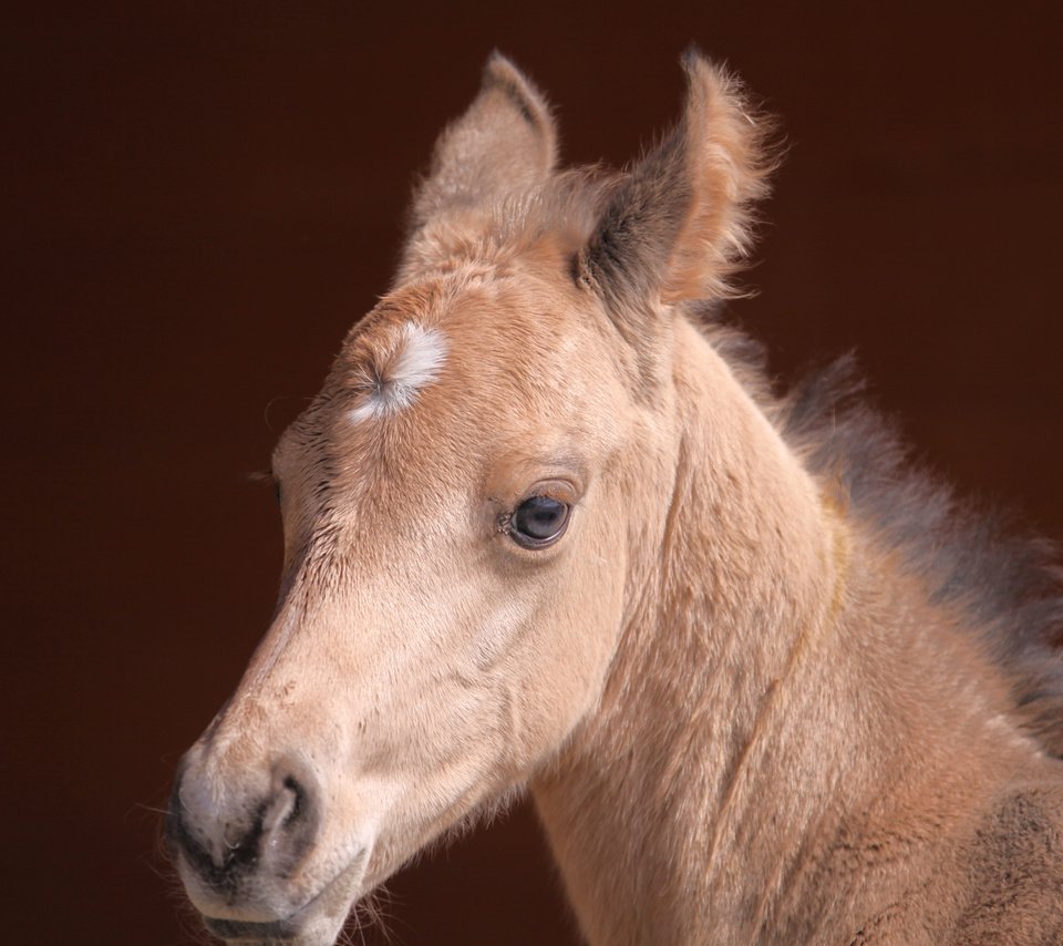 Обои лошадь, взгляд, мордашка, конь, жеребенок, horse, look, face, foal разрешение 3456x2304 Загрузить