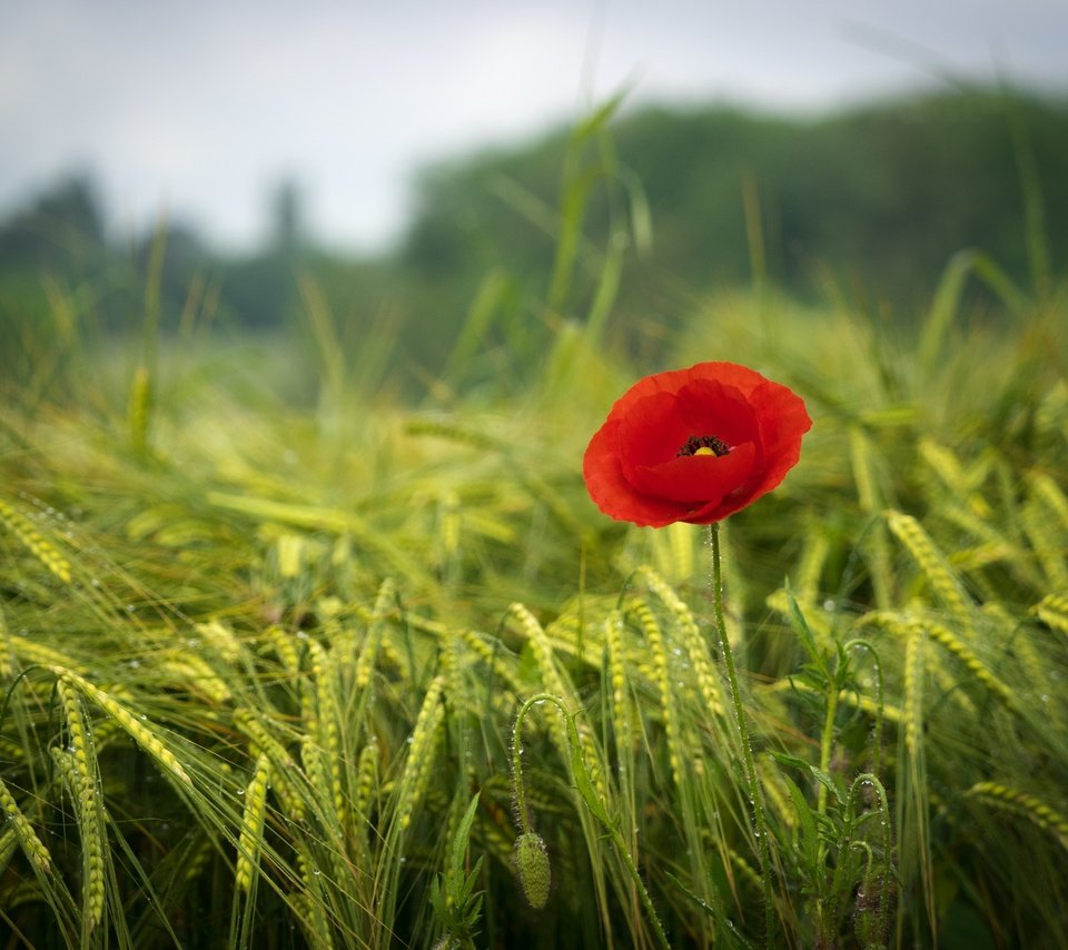 Обои трава, зелень, поле, красный, мак, весна, краcный, poppy, весенние, грин, green, grass, greens, field, red, mac, spring разрешение 2880x2160 Загрузить