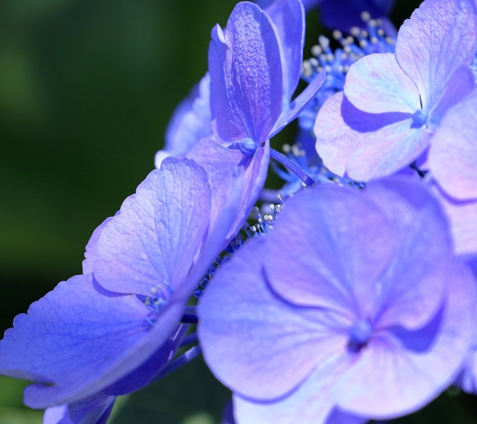 Обои цветы, макро, лепестки, соцветие, гортензия, flowers, macro, petals, inflorescence, hydrangea разрешение 2880x1920 Загрузить