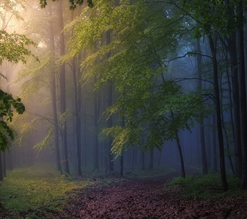 Обои деревья, природа, лес, туман, trees, nature, forest, fog разрешение 1920x1080 Загрузить