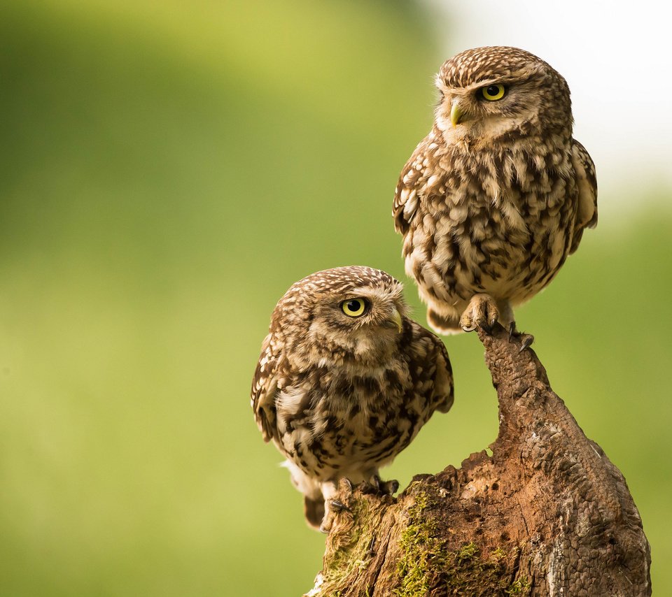 Обои сова, птицы, парочка, коряга, сыч, домовый сыч, сычи, owl, birds, a couple, snag, the little owl, owls разрешение 2048x1338 Загрузить