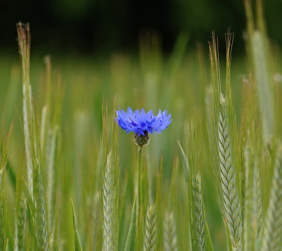 Обои синий, цветок, поле, колосья, пшеница, василек, blue, flower, field, ears, wheat, cornflower разрешение 2048x1361 Загрузить