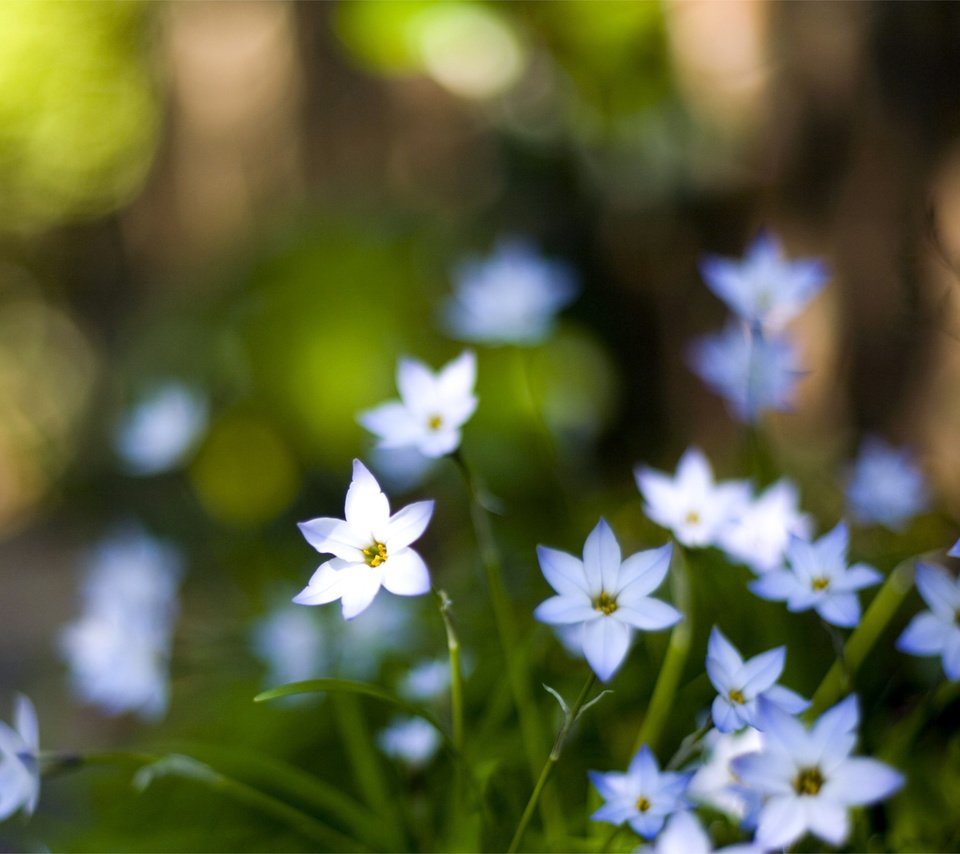 Обои цветы, макро, лепестки, размытость, голубые, flowers, macro, petals, blur, blue разрешение 3050x1969 Загрузить