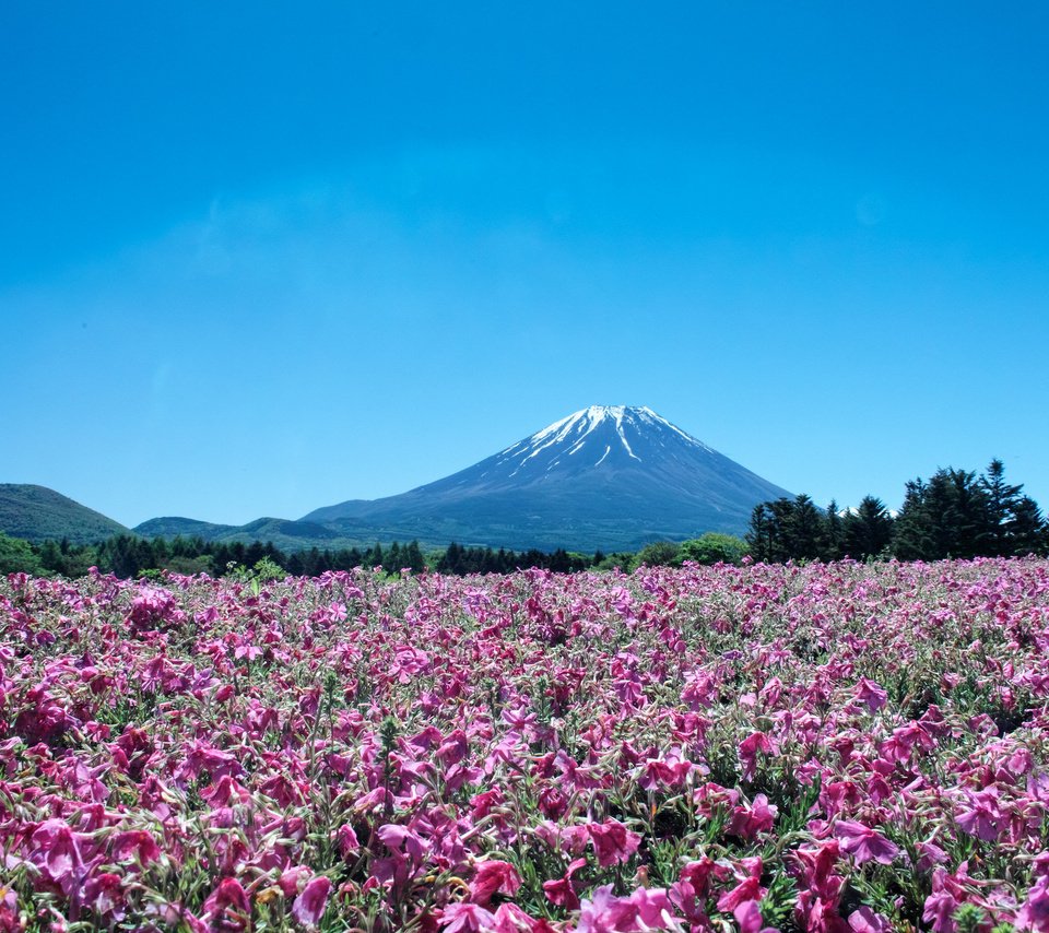 Обои цветы, пейзаж, гора, япония, вулкан, фуджи, flowers, landscape, mountain, japan, the volcano, fuji разрешение 2048x1365 Загрузить