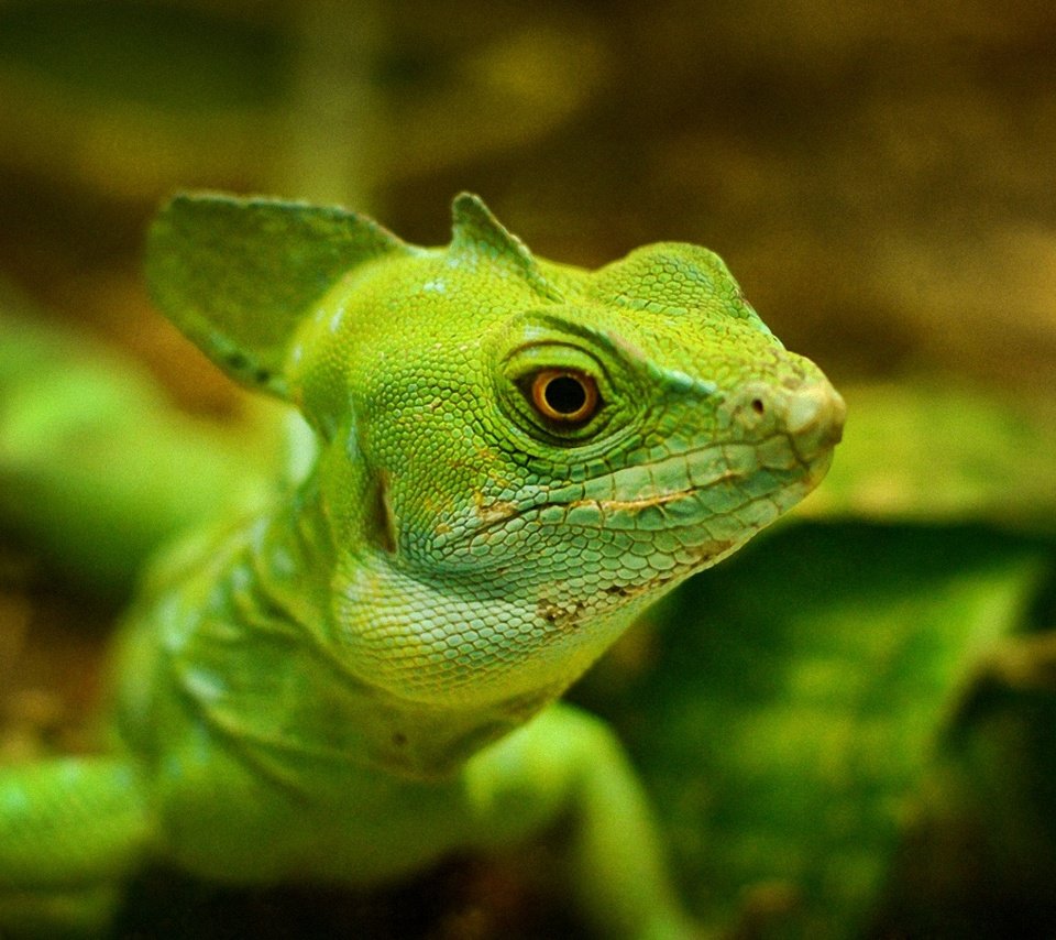 Обои макро, ящерица, зеленая, macro, lizard, green разрешение 1920x1200 Загрузить