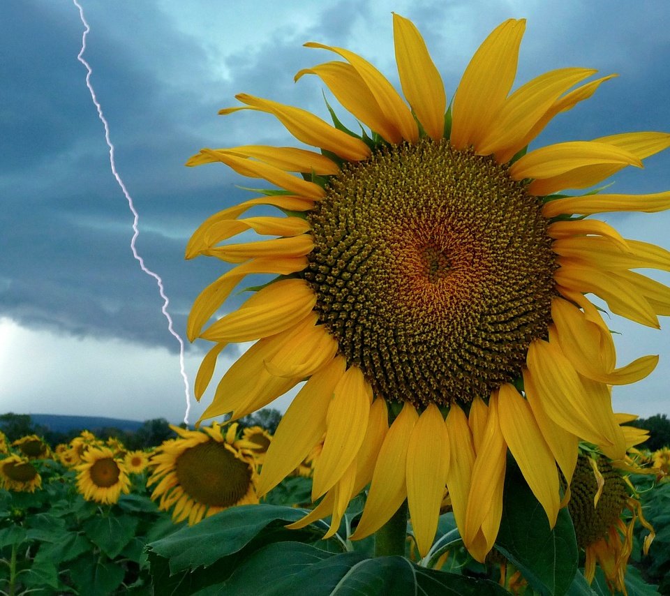 Обои небо, цветы, молния, поле, подсолнух, the sky, flowers, lightning, field, sunflower разрешение 2784x2088 Загрузить