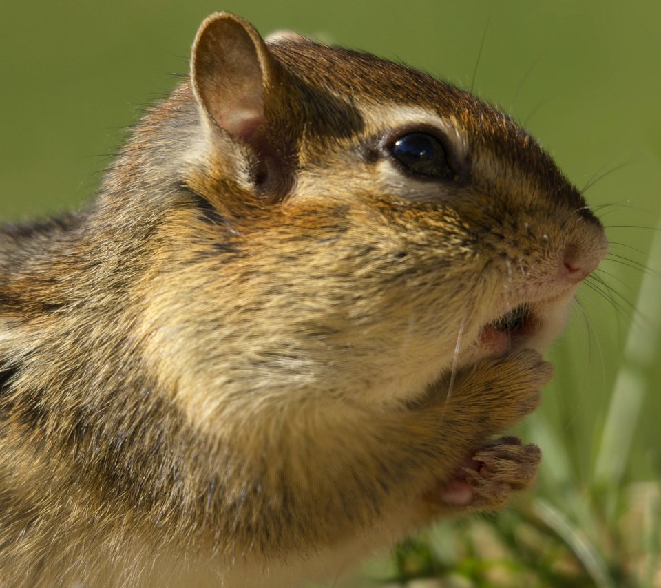 Обои трава, бурундук, грызун, grass, chipmunk, rodent разрешение 2043x1430 Загрузить