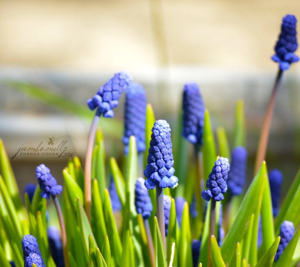 Обои цветы, макро, весна, синие, май, мускари, мышиный гиацинт, flowers, macro, spring, blue, may, muscari, hyacinth mouse разрешение 2992x2000 Загрузить