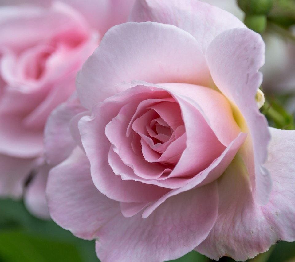 Обои макро, роза, лепестки, macro, rose, petals разрешение 2560x1600 Загрузить