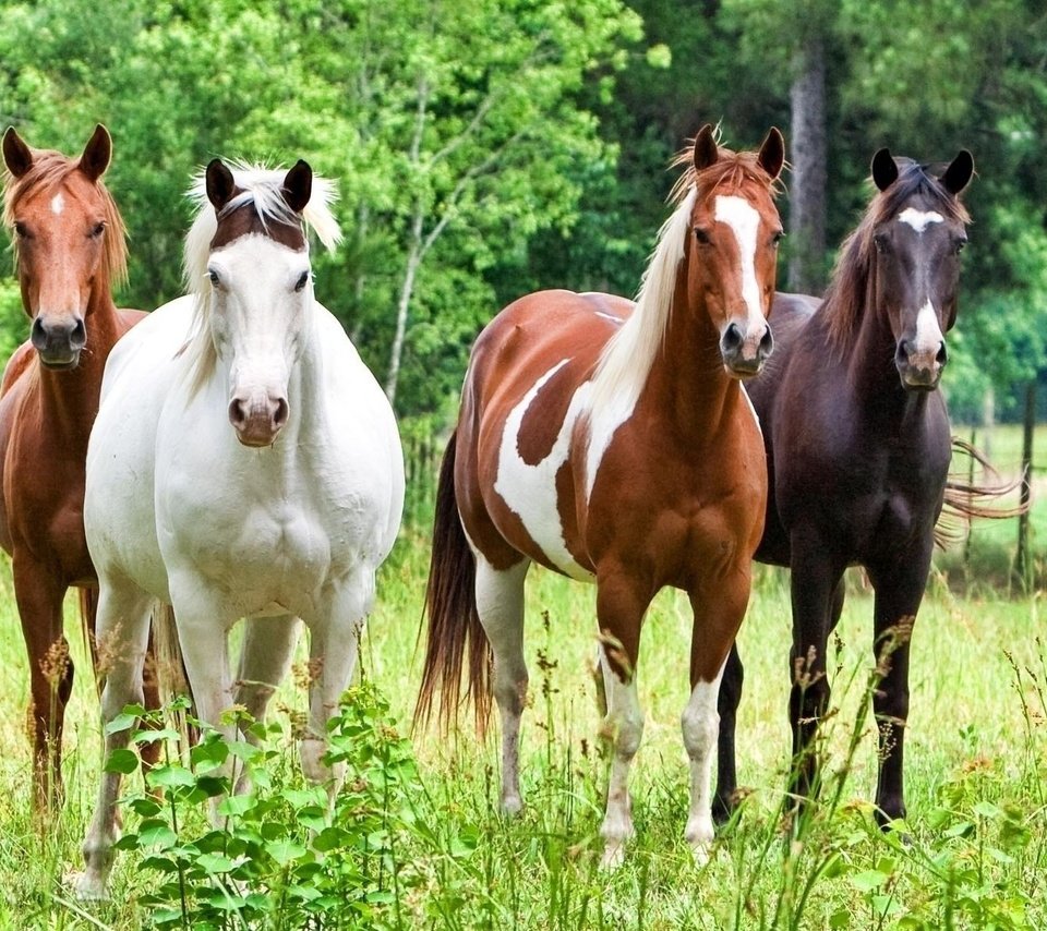 Обои лошадь, трава, лошади, кони, horse, grass, horses разрешение 1920x1200 Загрузить