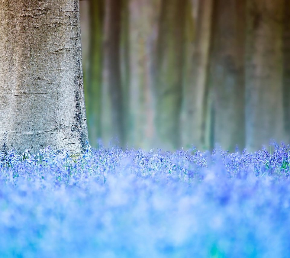 Обои цветы, дерево, весна, flowers, tree, spring разрешение 1920x1280 Загрузить