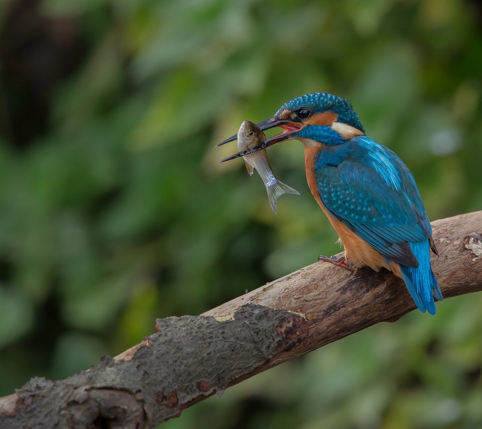 Обои дерево, птица, клюв, рыба, зимородок, tree, bird, beak, fish, kingfisher разрешение 2048x1365 Загрузить