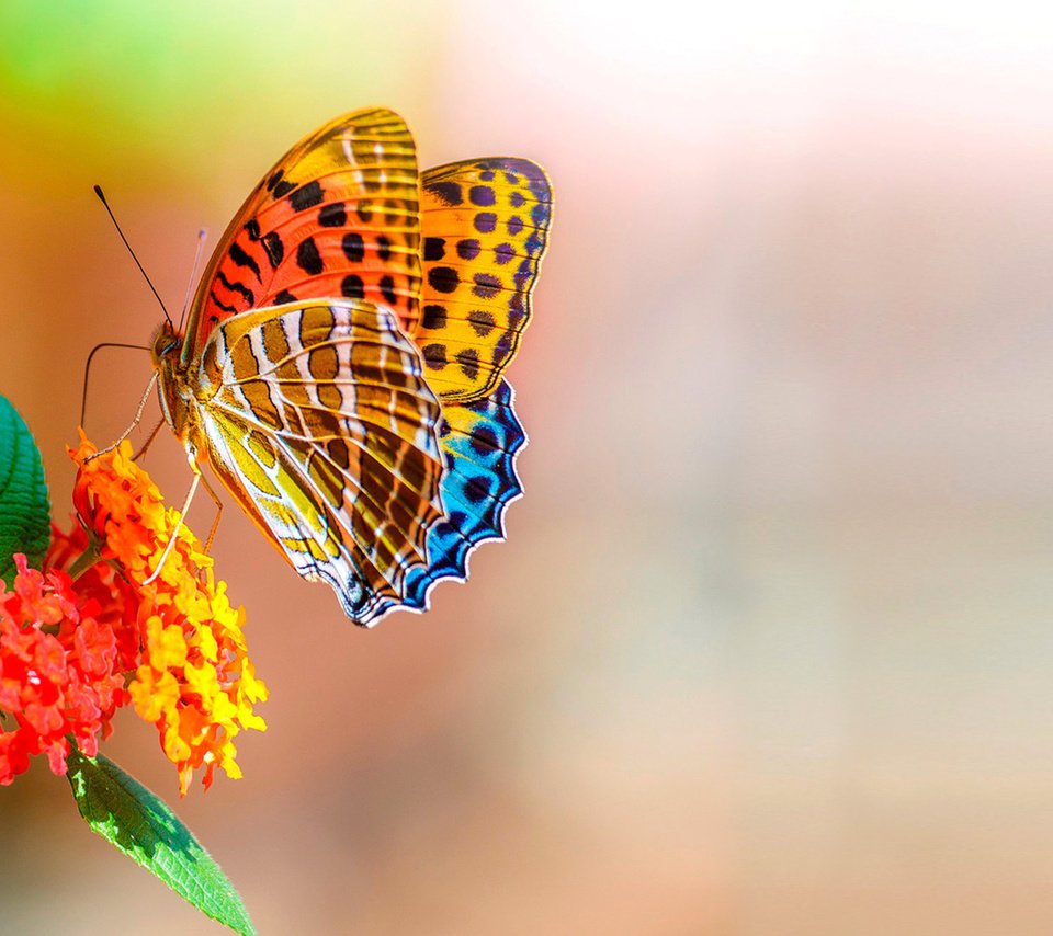 Обои цветы, макро, насекомое, бабочка, боке, flowers, macro, insect, butterfly, bokeh разрешение 2560x1600 Загрузить