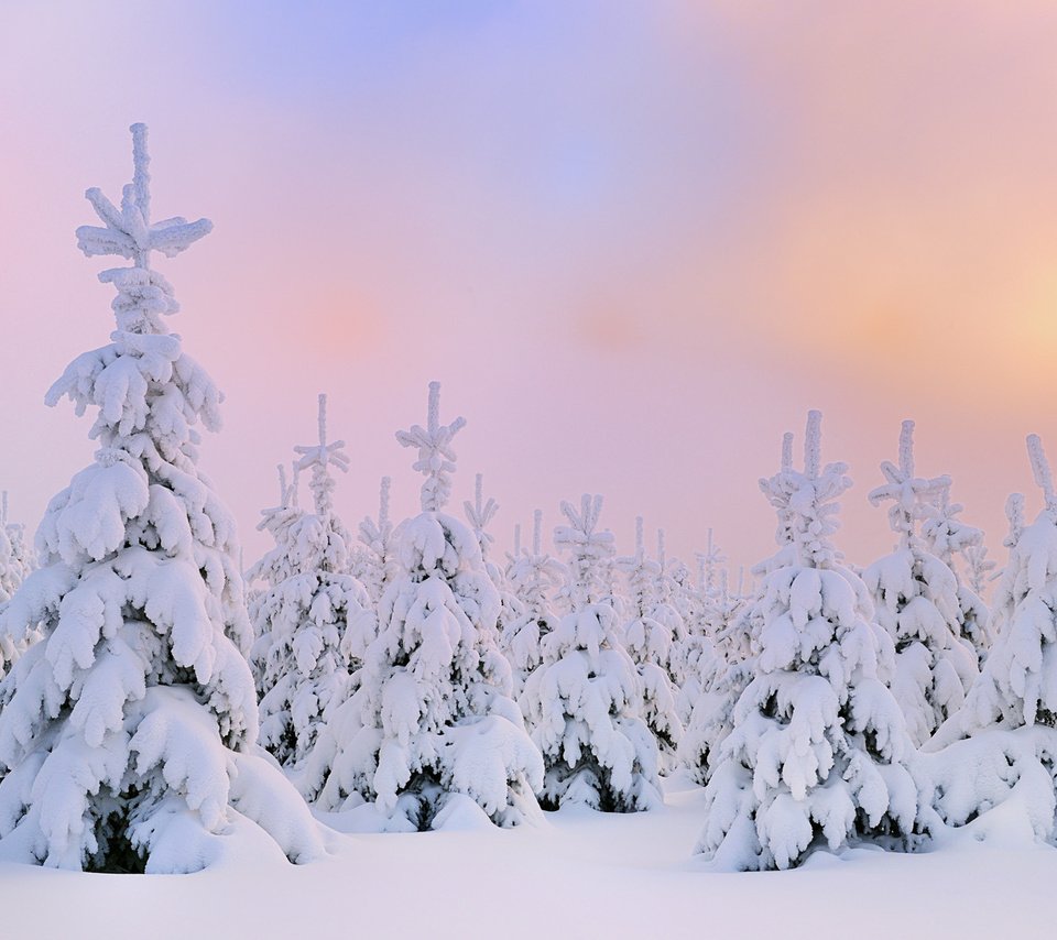 Обои снег, зима, северное сияние, сосны, сугробы, snow, winter, northern lights, pine, the snow разрешение 1920x1200 Загрузить