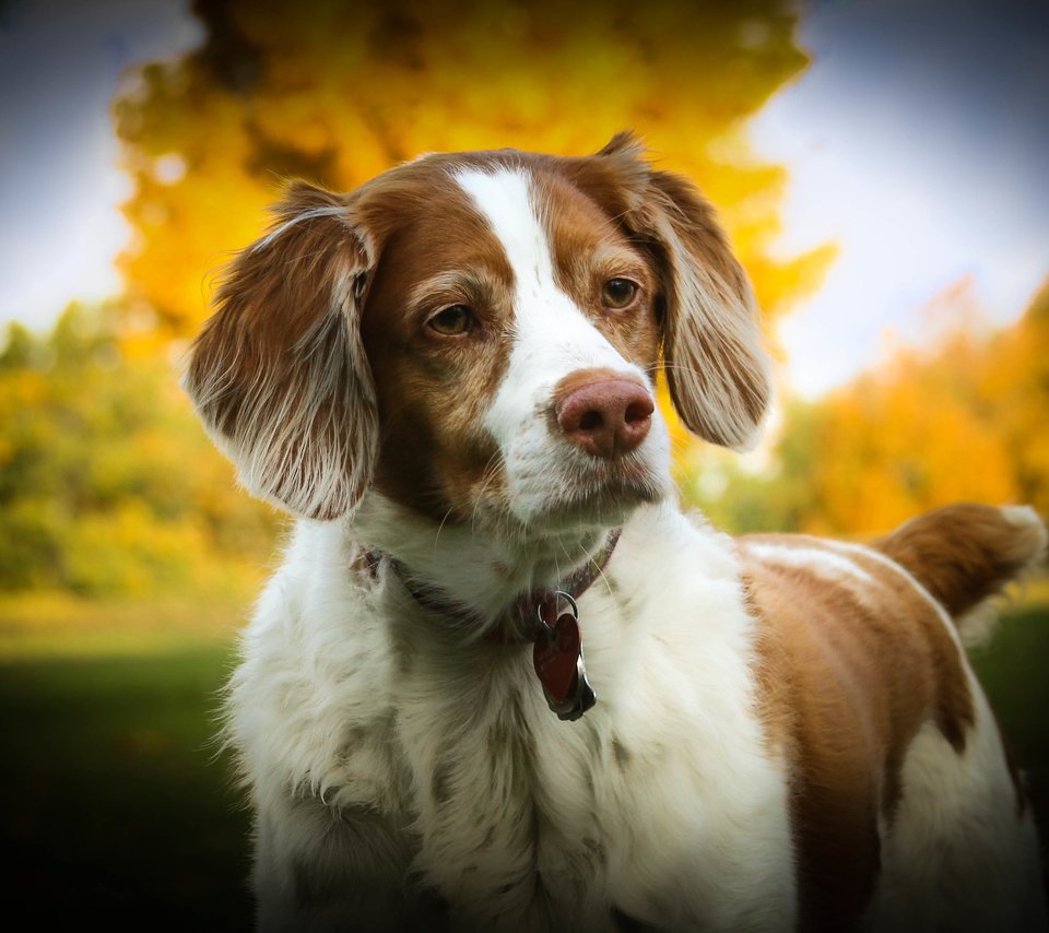 Обои собака, спаниель, dog, spaniel разрешение 3691x2461 Загрузить