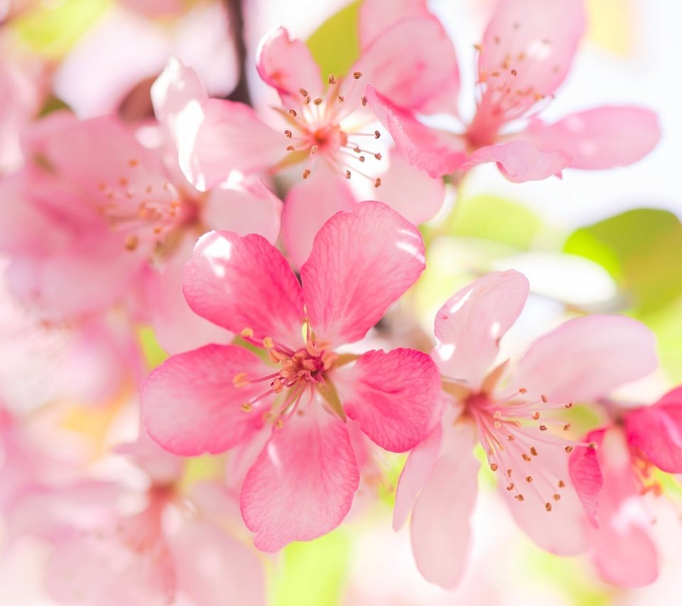 Обои цветение, макро, яблоня, цветки, flowering, macro, apple, flowers разрешение 2048x1254 Загрузить