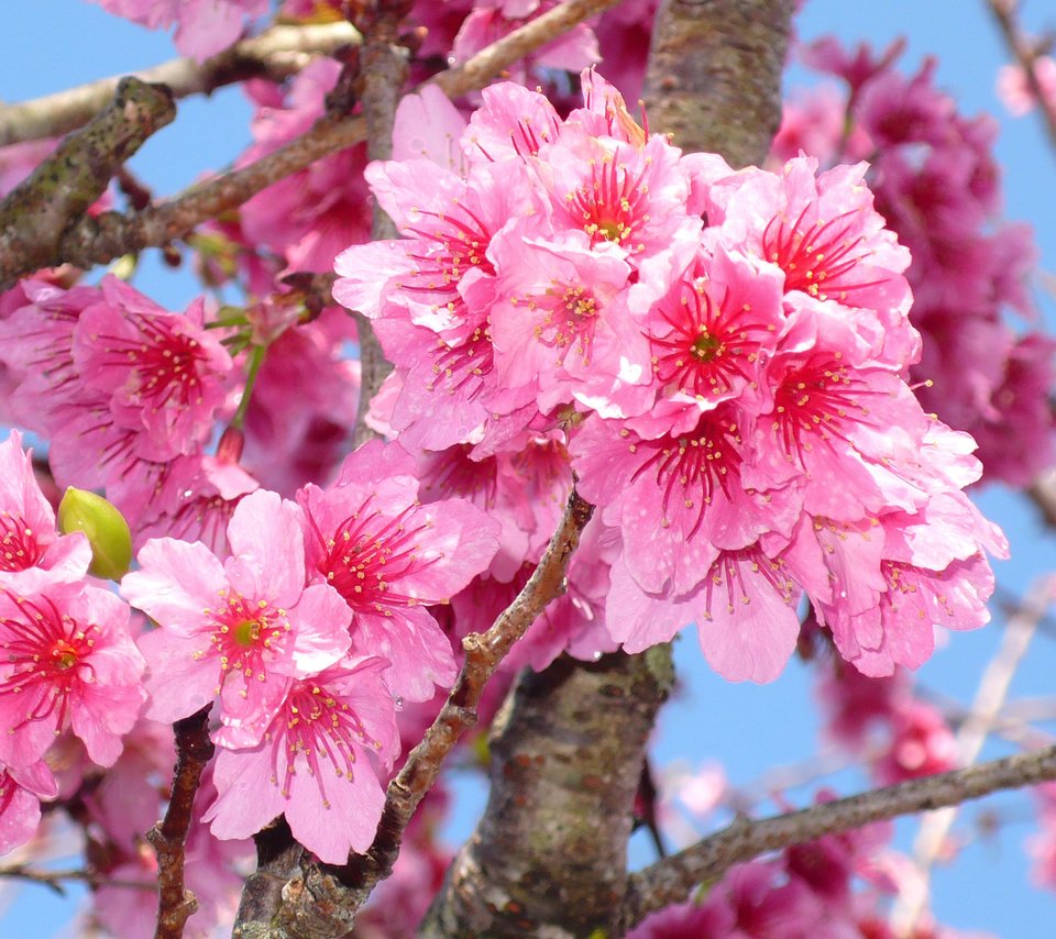 Обои цветение, макро, ветки, весна, сакура, blossom, весенние, flowering trees, flowering, macro, branches, spring, sakura разрешение 3072x1728 Загрузить