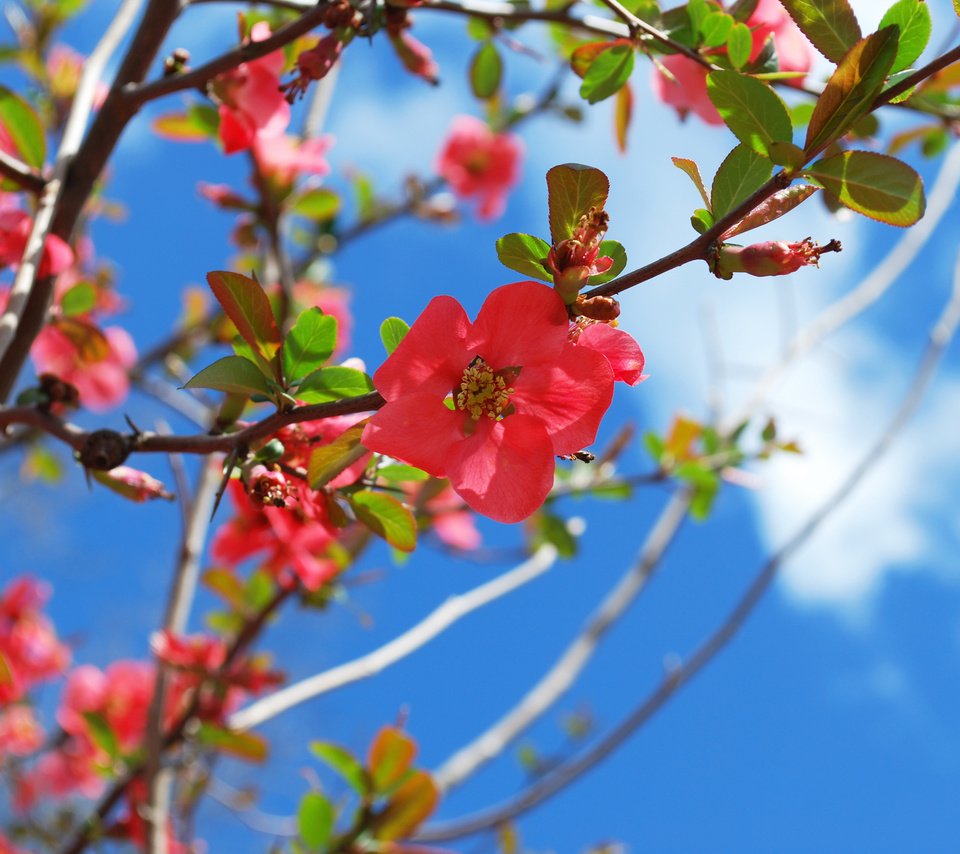 Обои цветение, весна, blossom, весенние, flowering trees, flowering, spring разрешение 3800x2544 Загрузить