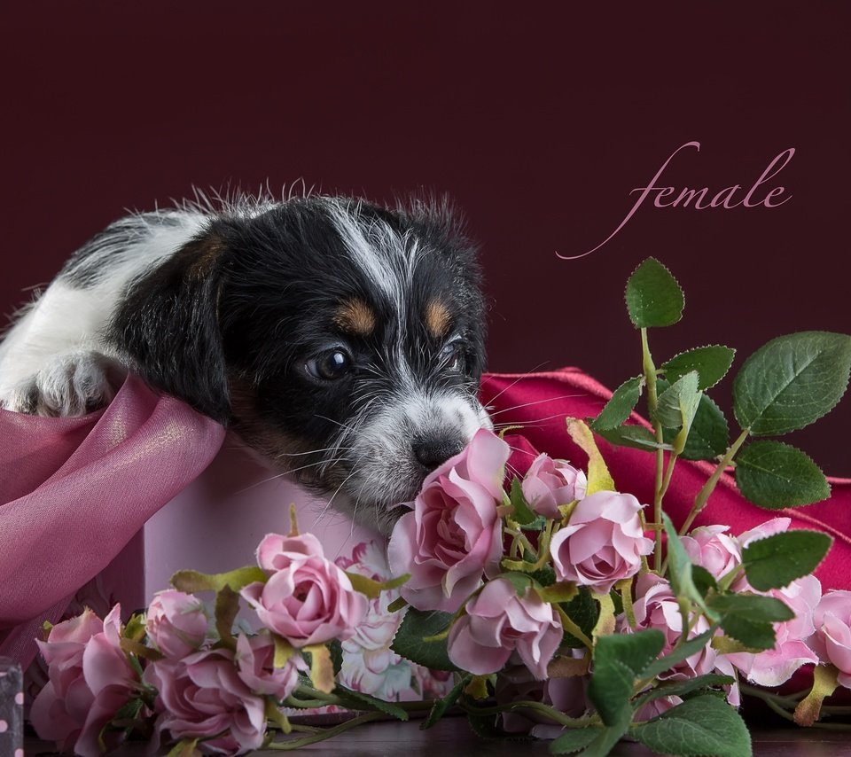 Обои цветы, розы, щенок, ткань, джек-рассел-терьер, flowers, roses, puppy, fabric, jack russell terrier разрешение 3300x2112 Загрузить