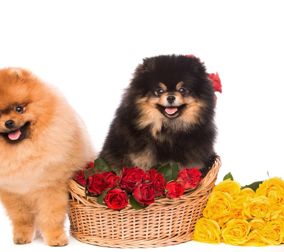 Обои цветы, розы, взгляд, пушистые, корзина, песики, шпиц, flowers, roses, look, fluffy, basket, dogs, spitz разрешение 4500x3000 Загрузить