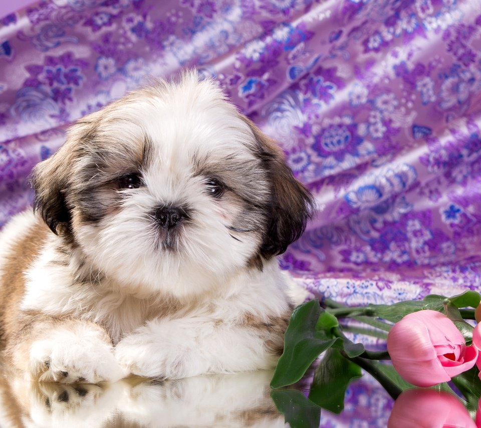 Обои цветы, щенок, ши-тцу, flowers, puppy, shih tzu разрешение 2400x1521 Загрузить