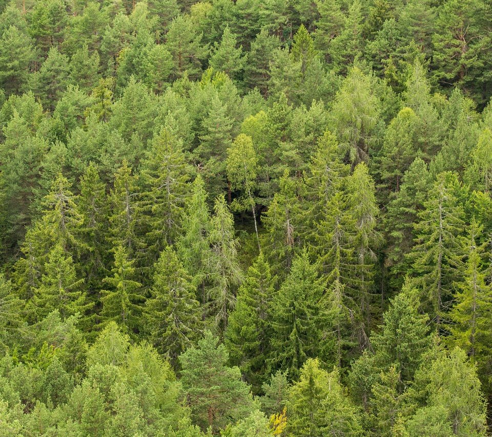 Обои деревья, лес, сосны, много, сосна, хвойный лес, trees, forest, pine, a lot, coniferous forest разрешение 2880x1920 Загрузить