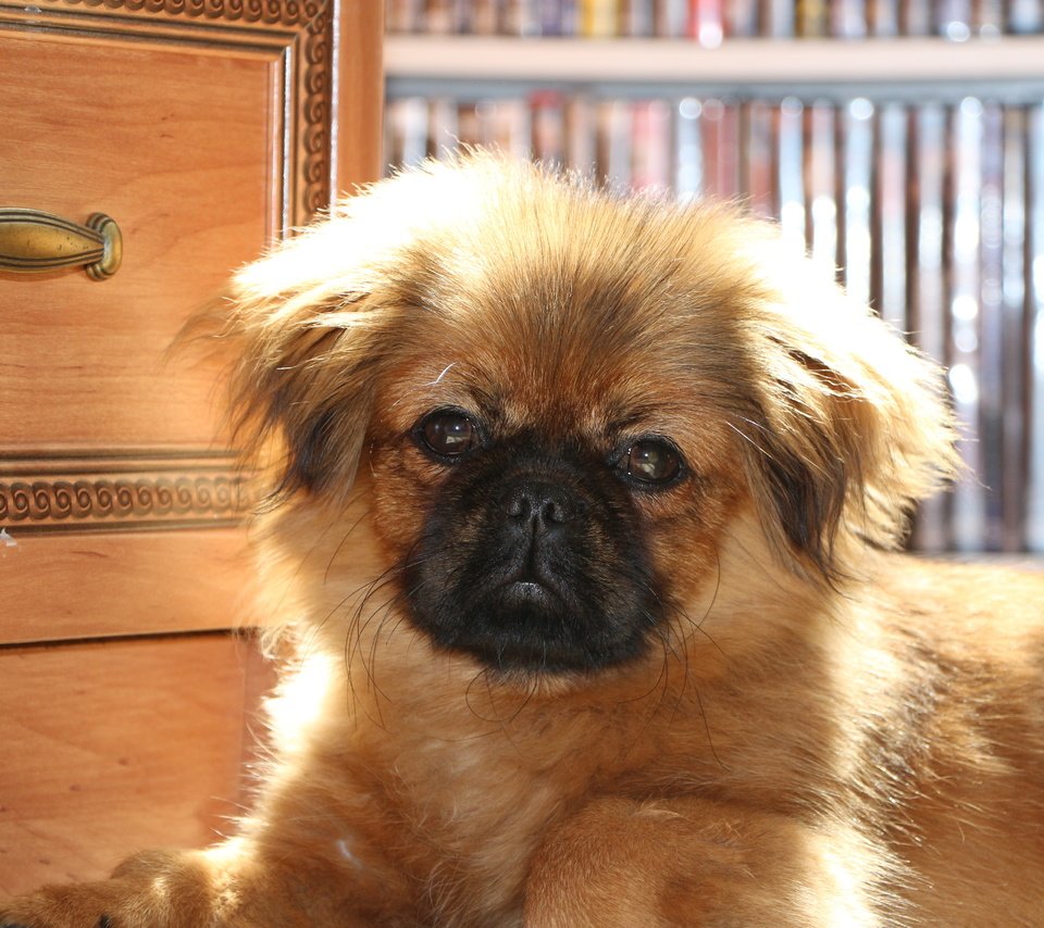 Обои собака, щенок, щенка, cобака, пекинес, dog, puppy, pekingese разрешение 5184x3456 Загрузить