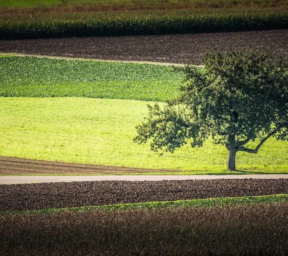 Обои дорога, дерево, поля, road, tree, field разрешение 2560x1600 Загрузить