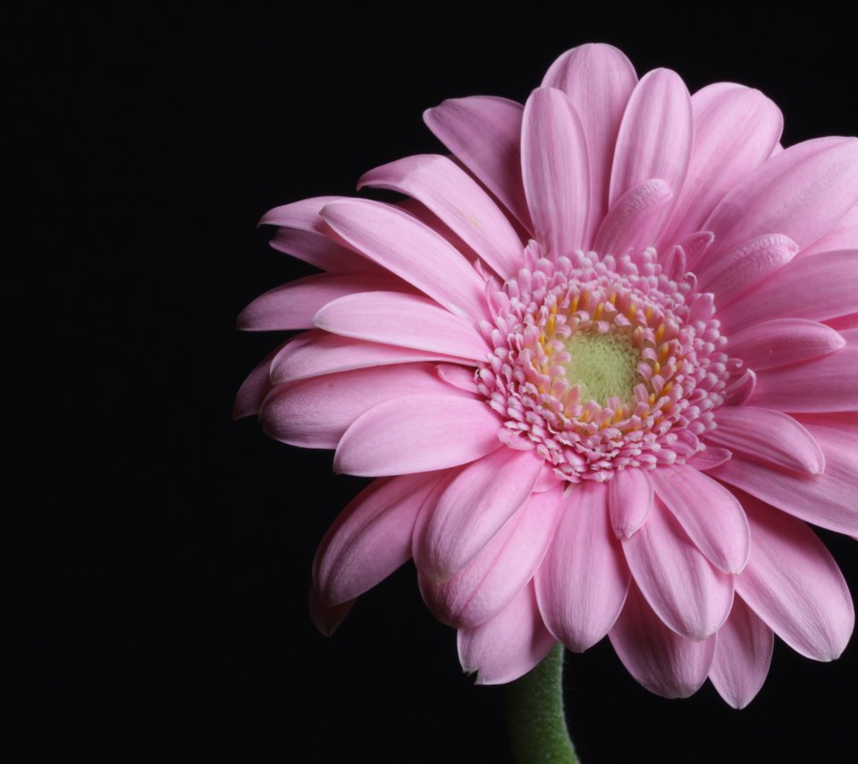 Обои макро, розовая, гербера, пинк, macro, pink, gerbera разрешение 4752x3168 Загрузить