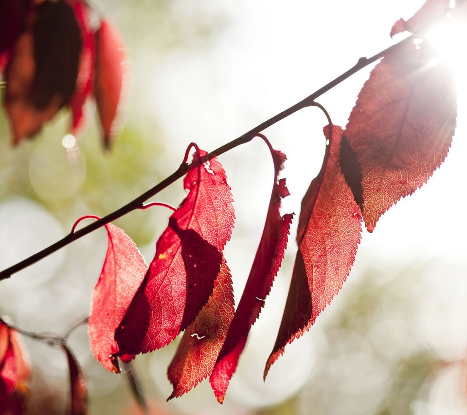 Обои свет, природа, листья, осень, light, nature, leaves, autumn разрешение 2048x1365 Загрузить