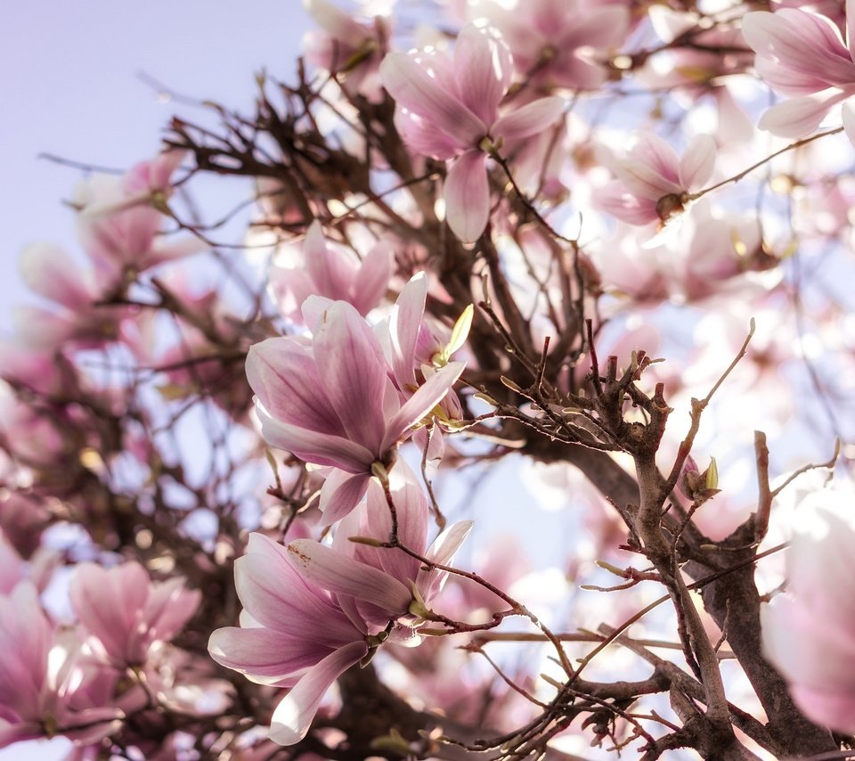 Обои цветы, дерево, цветение, весна, розовые, магнолия, flowers, tree, flowering, spring, pink, magnolia разрешение 2048x1367 Загрузить