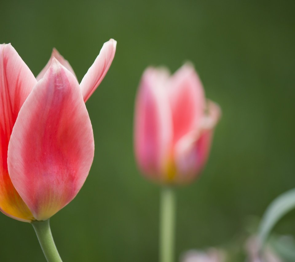 Обои цветы, весна, тюльпаны, боке, flowers, spring, tulips, bokeh разрешение 2880x1800 Загрузить