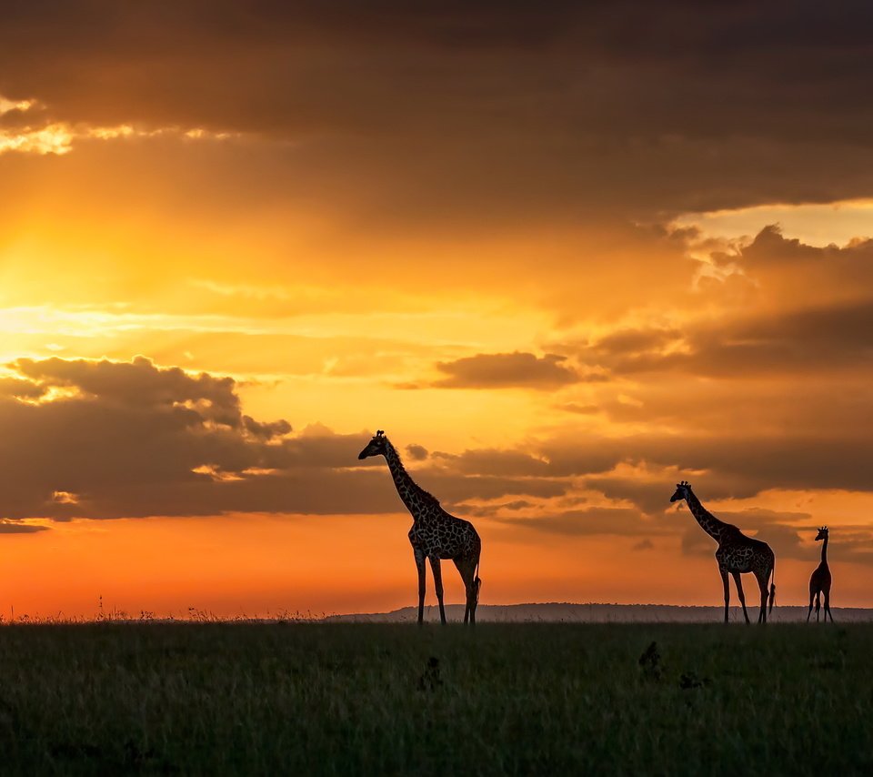 Обои закат, жирафы, кения, масаи мара, sunset, giraffes, kenya, masai mara разрешение 3200x1696 Загрузить