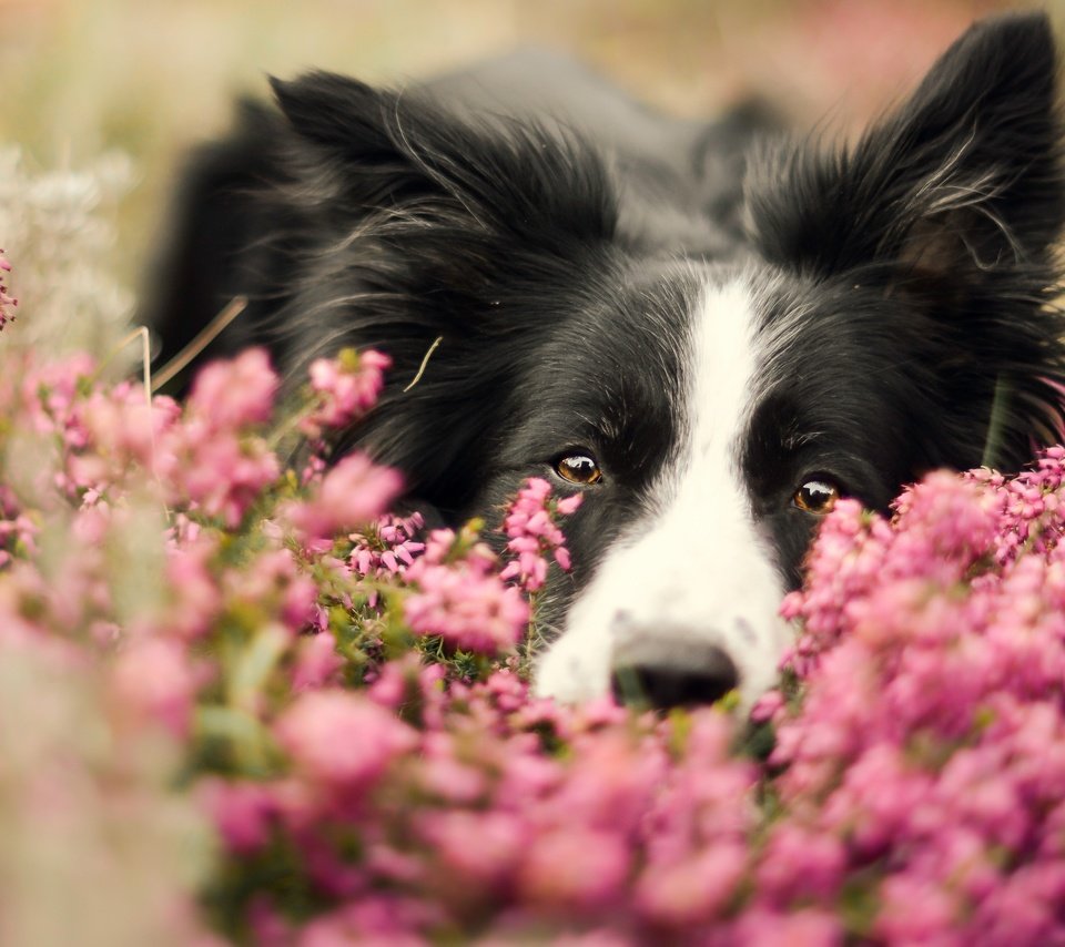 Обои морда, цветы, портрет, собака, бордер-колли, face, flowers, portrait, dog, the border collie разрешение 2880x1619 Загрузить