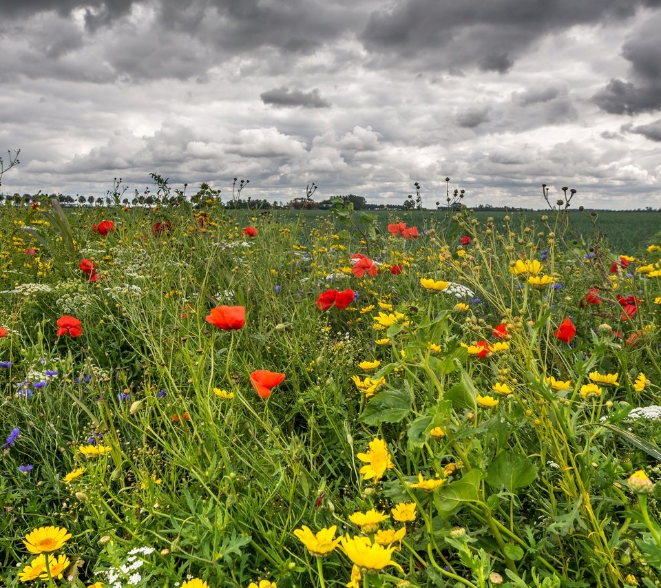 Обои небо, цветы, трава, облака, поле, лето, маки, лютики, the sky, flowers, grass, clouds, field, summer, maki, buttercups разрешение 3400x1965 Загрузить