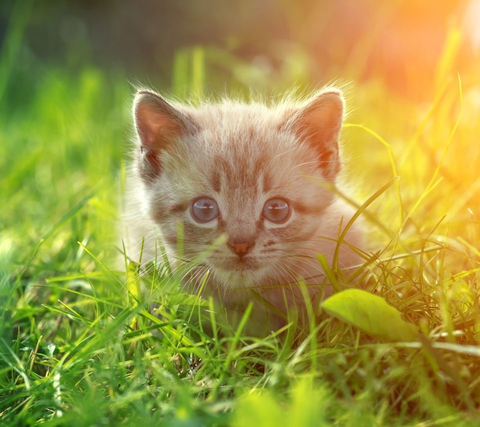Обои глаза, трава, кот, кошка, взгляд, котенок, eyes, grass, cat, look, kitty разрешение 1920x1200 Загрузить