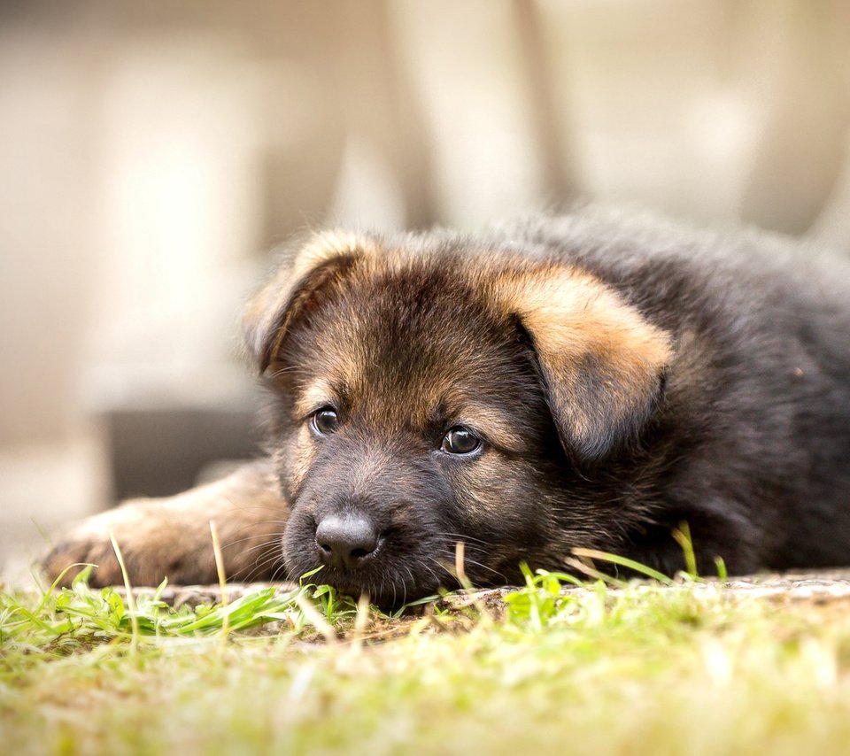 Обои взгляд, собака, щенок, немецкая овчарка, look, dog, puppy, german shepherd разрешение 1920x1280 Загрузить