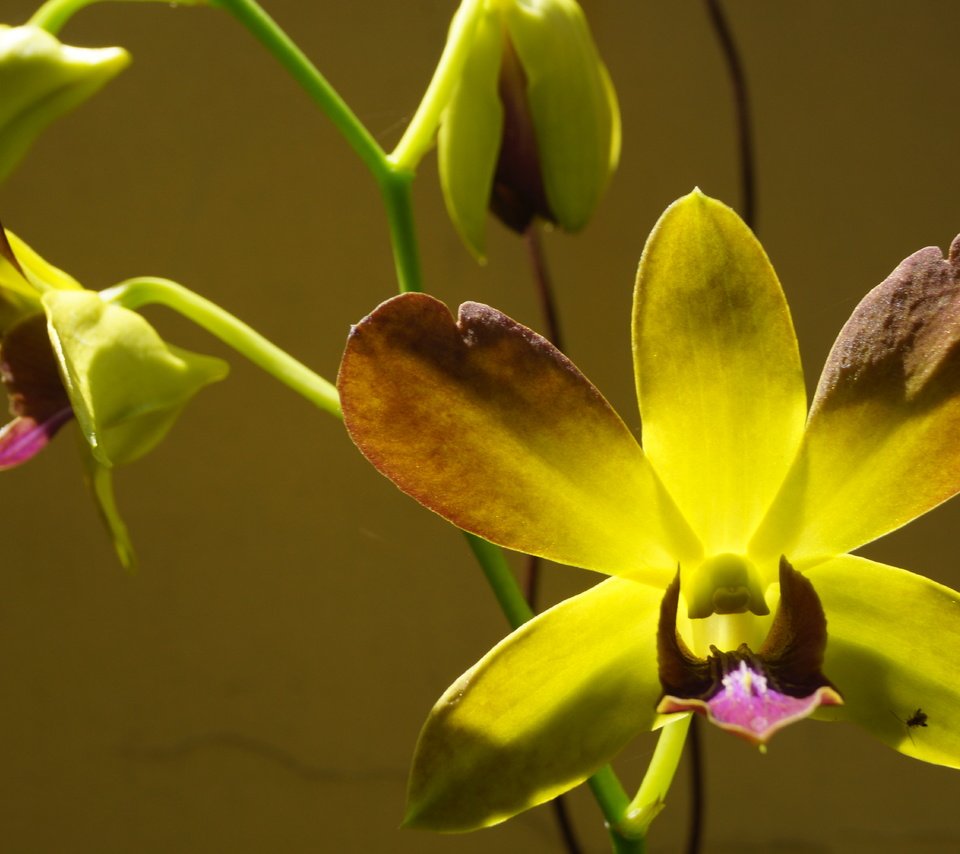 Обои цветы, макро, орхидеи,  цветы, орхидею, flowers, macro, orchids, orchid разрешение 6000x4000 Загрузить