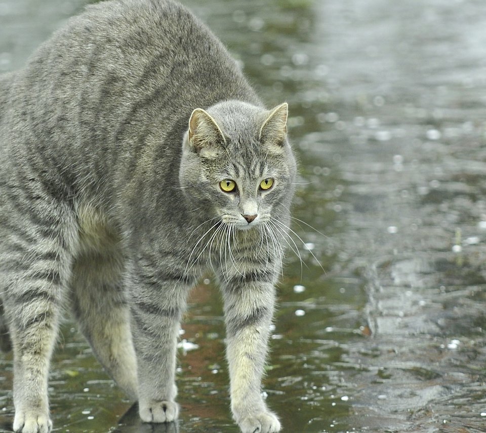 Обои животные, кот, кошка, улица, спина, дождь, animals, cat, street, back, rain разрешение 1920x1200 Загрузить