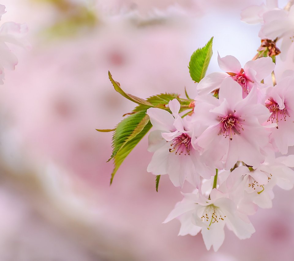 Обои весна, розовый, сакура, нежность, spring, pink, sakura, tenderness разрешение 2048x1276 Загрузить