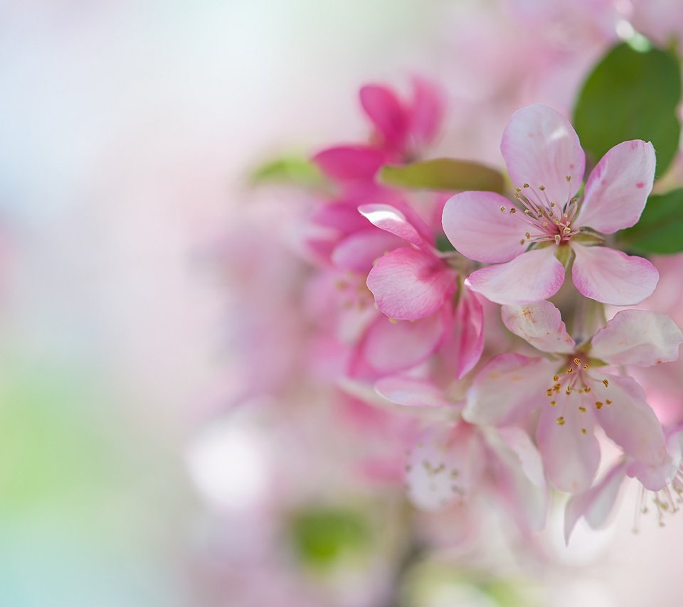 Обои весна, розовый, сакура, нежность, spring, pink, sakura, tenderness разрешение 2048x1370 Загрузить