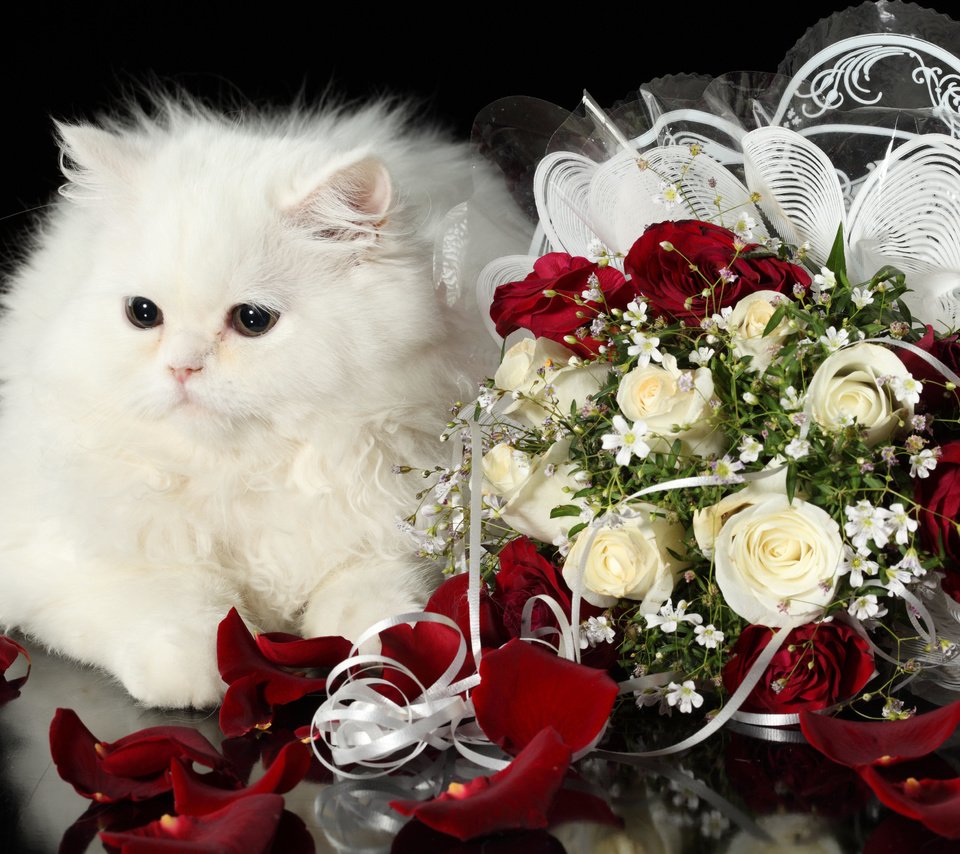 Обои кот, розы, кошка, пушистый, белый, букет, cat, roses, fluffy, white, bouquet разрешение 4368x2912 Загрузить