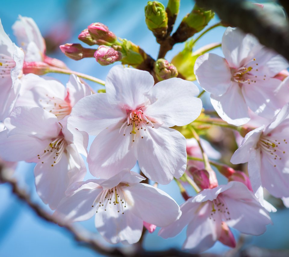 Обои цветение, макро, весна, вишня, сакура, почки, цветки, flowering, macro, spring, cherry, sakura, kidney, flowers разрешение 2048x1365 Загрузить