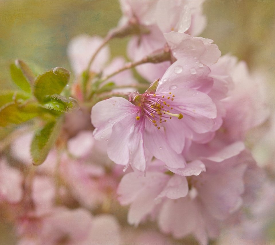 Обои цветение, текстура, макро, вишня, сакура, цветки, flowering, texture, macro, cherry, sakura, flowers разрешение 2048x1365 Загрузить