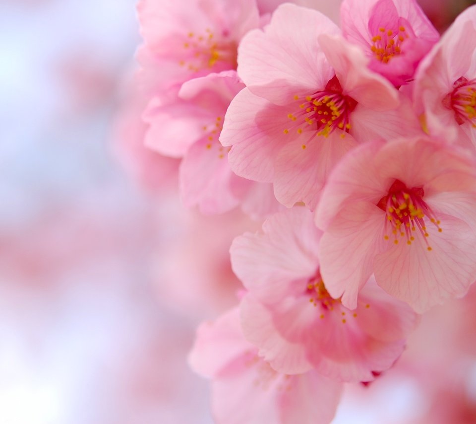 Обои цветение, макро, вишня, сакура, цветки, flowering, macro, cherry, sakura, flowers разрешение 3008x2000 Загрузить