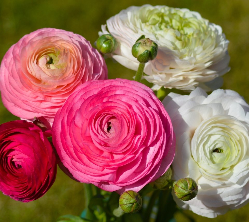 Обои цветы, бутоны, букет, ранункулюсы, flowers, buds, bouquet, ranunculus разрешение 3146x2401 Загрузить