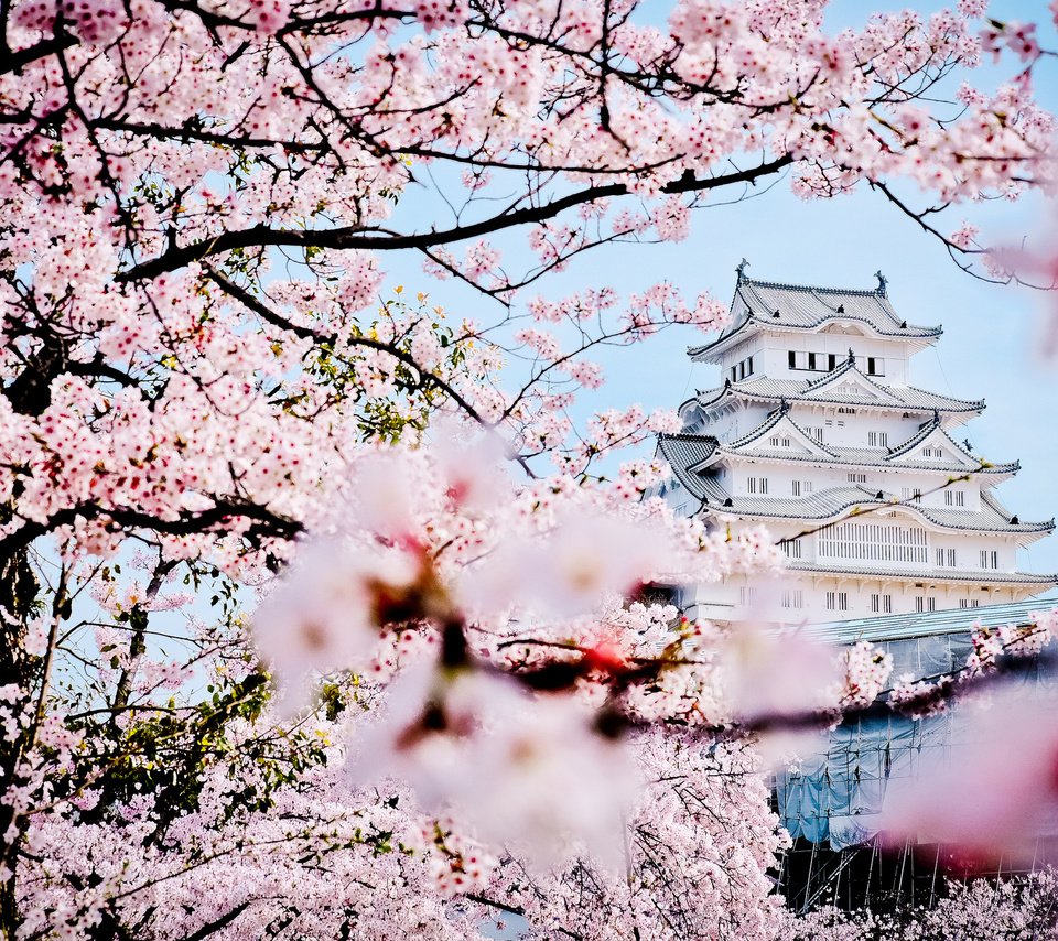 Обои замок, пагода, япония, весна, дворец, сакура, castle, pagoda, japan, spring, palace, sakura разрешение 2048x1365 Загрузить